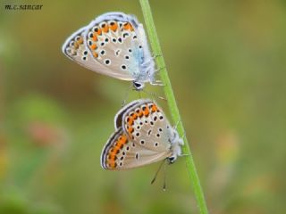 Doulu Esmergz (Plebejus carmon)