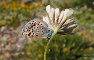 Balkan Esmergz (Plebejus sephirus)