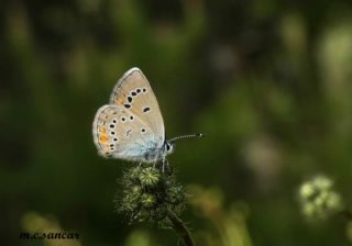 Hatay
