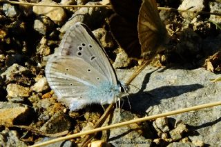 Artvin okgzls (Polyommatus artvinensis)