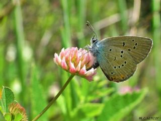 okgzl Gzel Mavi (Polyommatus bellis)