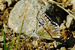 okgzl Yalanc illi Mavi (Polyommatus corydonius)