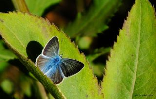 okgzl Damon Mavisi (Polyommatus damon)