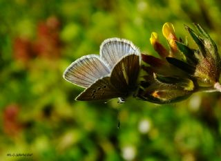 okgzl Damon Mavisi (Polyommatus damon)