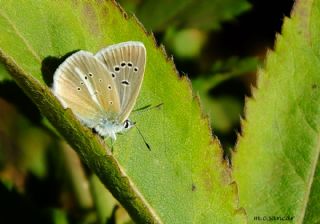 okgzl Damon Mavisi (Polyommatus damon)