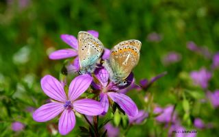 okgzl Geranium Mavisi (Aricia eumedon)