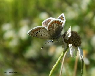 Anadolu okgzls (Polyommatus hyacinthus)