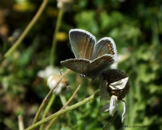 Anadolu okgzls (Polyommatus hyacinthus)