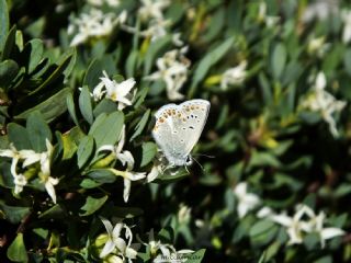 Anadolu okgzls (Polyommatus hyacinthus)