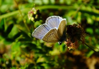 okgzl figenya (Polyommatus iphigenia)