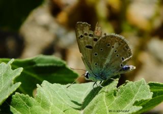 okgzl Selam Mavisi (Polyommatus merhaba)