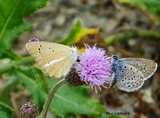 ? Agro T�r� (Tan�ms�z)&nbsp;(Agrodiaetus&nbsp;sp.)