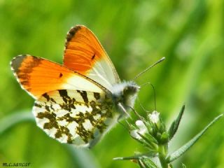 Turuncu Ssl (Anthocharis cardamines)
