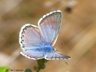 okgzl Anadolu illi Mavisi (Polyommatus ossmar)