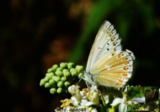 okgzl Anadolu illi Mavisi (Polyommatus ossmar)