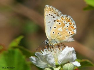 okgzl Anadolu illi Mavisi (Polyommatus ossmar)
