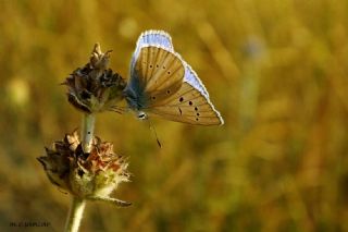 okgzl Poseydon Mavisi (Polyommatus poseidon)