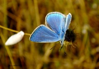 okgzl Poseydon Mavisi (Polyommatus poseidon)