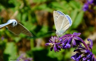 okgzl Poseydon Mavisi (Polyommatus poseidon)