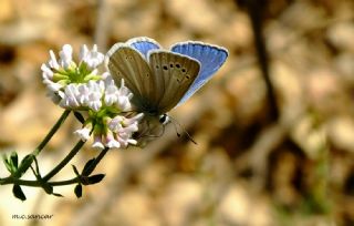 okgzl Poseydon Mavisi (Polyommatus poseidon)