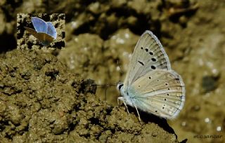 okgzl Poseydon Mavisi (Polyommatus poseidon)