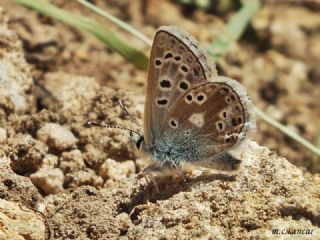 Pirene okgzls (Polyommatus pyrenaicus)