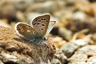 Pirene okgzls (Polyommatus pyrenaicus)