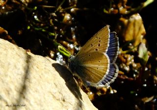 okgzl Trk Mavisi (Polyommatus turcicus)