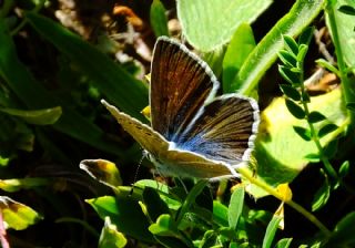 okgzl Ar Mavisi (Polyommatus vanensis)