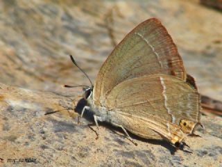 Mormee (Favonius quercus)