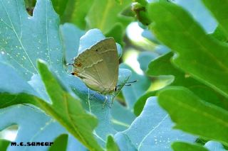 Mormee (Favonius quercus)