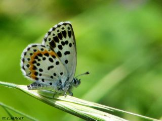 Kara Mavi (Scolitantides orion)