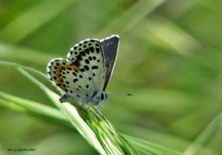 Kara Mavi (Scolitantides orion)