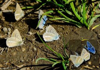 ? Agro Tr (Tanmsz) (Agrodiaetus sp.)