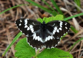 Kara Melike (Melanargia syriaca)