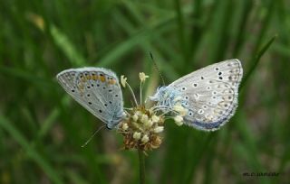 okgzl Hatay Mavisi (Polyommatus bollandi)