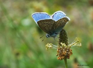 okgzl Hatay Mavisi (Polyommatus bollandi)