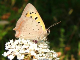 Benekli Bakr Gzeli (Lycaena phlaeas)