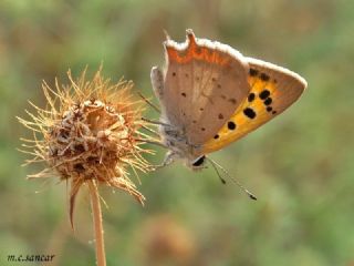 Benekli Bakr Gzeli (Lycaena phlaeas)