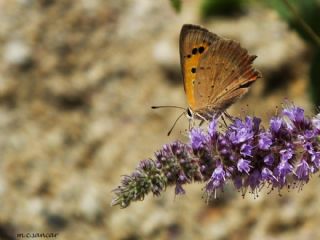 Benekli Bakr Gzeli (Lycaena phlaeas)