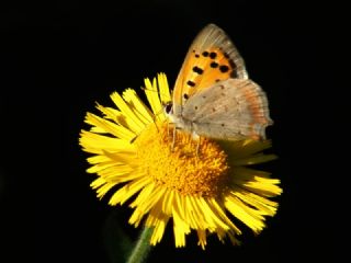 Benekli Bakr Gzeli (Lycaena phlaeas)