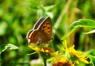 Benekli Bakr Gzeli (Lycaena phlaeas)