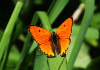 Byk Bakr Gzeli (Lycaena dispar)