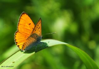 Byk Bakr Gzeli (Lycaena dispar)