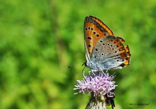 Byk Bakr Gzeli (Lycaena dispar)