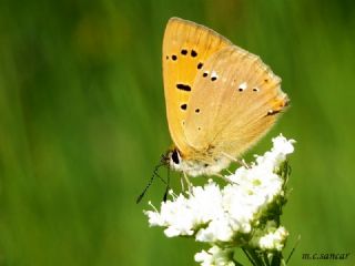 Orman Bakr Gzeli (Lycaena virgaureae)