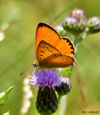 Orman Bakr Gzeli (Lycaena virgaureae)