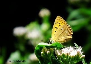 Orman Bakr Gzeli (Lycaena virgaureae)