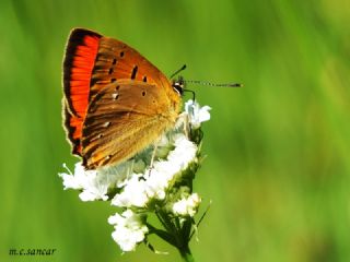 Orman Bakr Gzeli (Lycaena virgaureae)