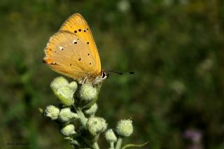 Orman Bakr Gzeli (Lycaena virgaureae)